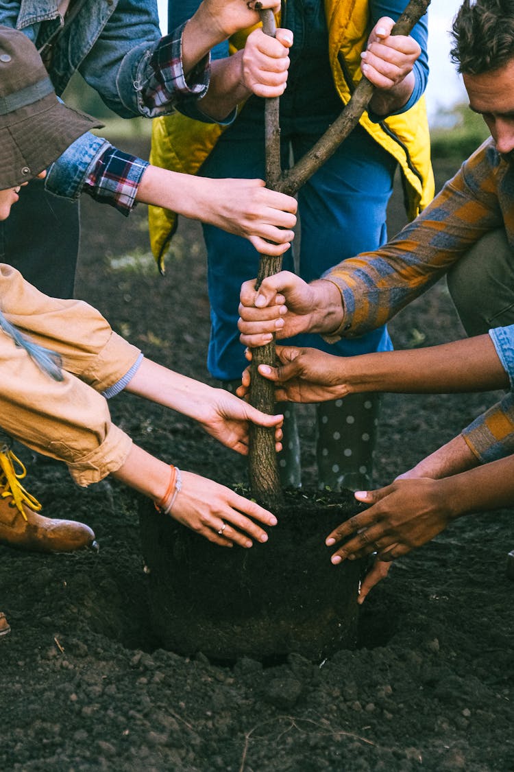 Close-up Footage Of Hands Planting Together