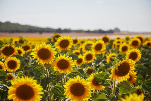 A Beautiful Sunflower Field