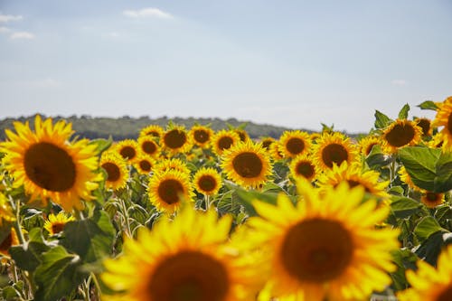 Sunflower Field Under Blue Sky