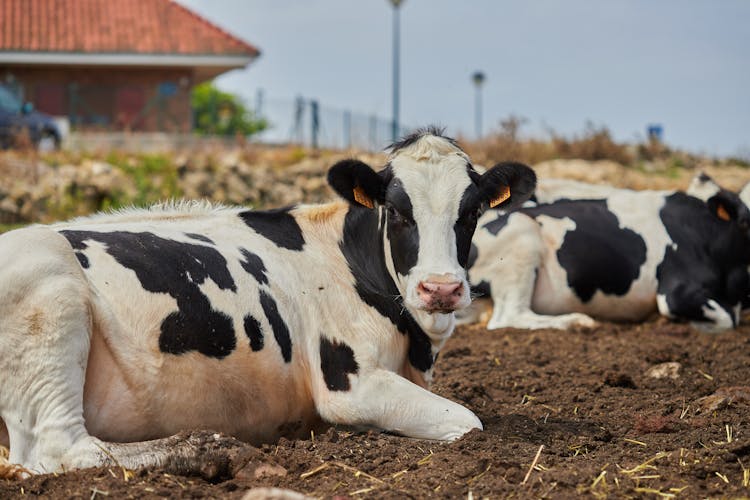 A Beef Cattle Sitting On The Ground