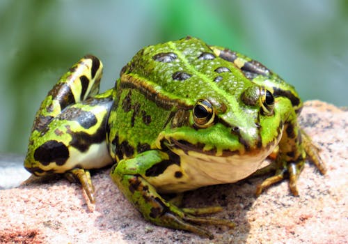 Green Frog on Brown Rock