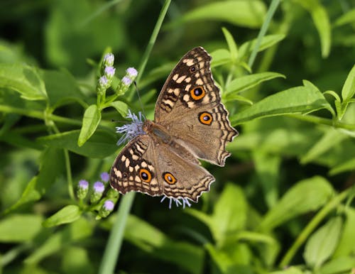 Free Brown Butterfly Perched on Purple Flower Stock Photo