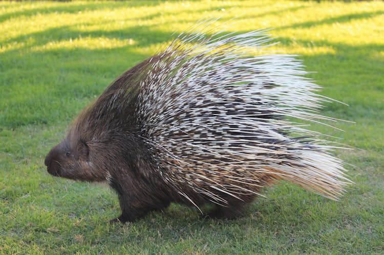 Close-Up Photo Of A Porcupine