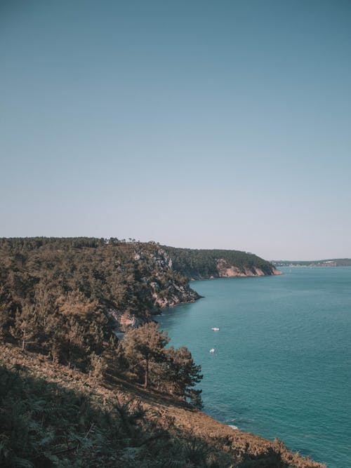 Photos gratuites de côte, falaises, forêt