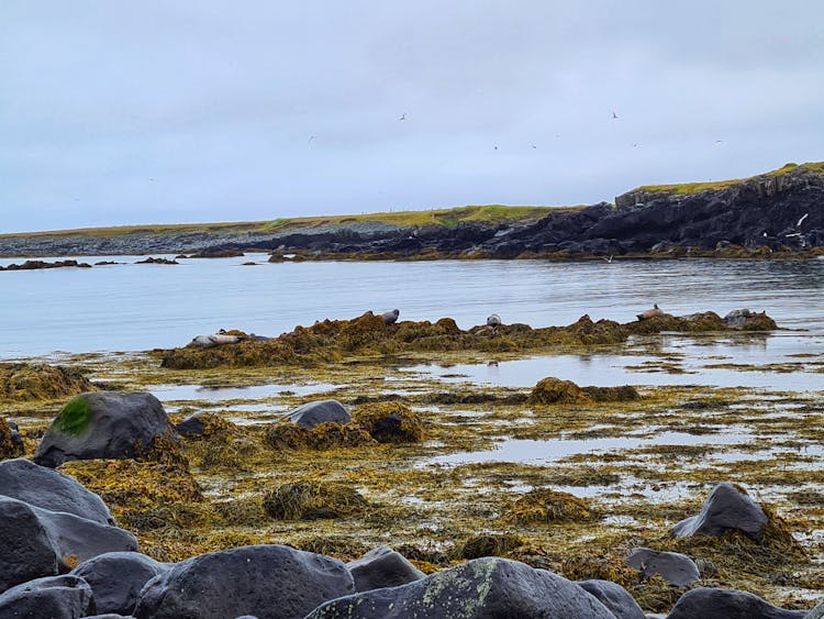 Giant Stones Under Overgrown Seagrass Near Sea