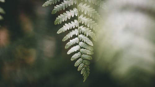 Základová fotografie zdarma na téma botanický, denní, denní světlo