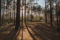 Scenic landscape of forest in daylight