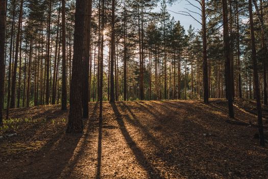 Scenic landscape of forest in daylight