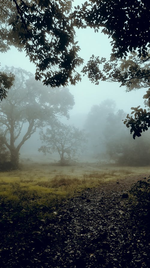 Trees growing in misty forest