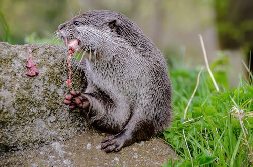 An Otter Eating in Close Up Photography