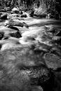 Grayscale Photo of River in Forest