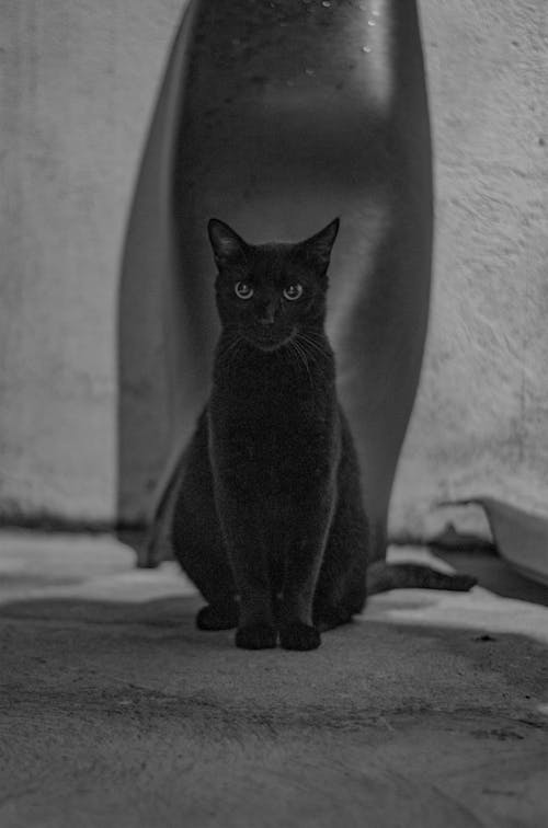 Portrait of Black Cat Sitting Outdoors