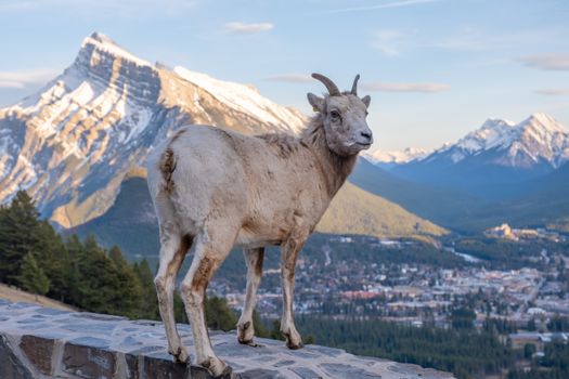 Bighorn sheep overlooking a scenic mountainous landscape with snow-capped peaks.