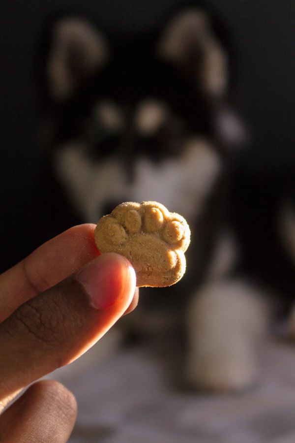 A paw-shaped biscuit held up in front of a dog