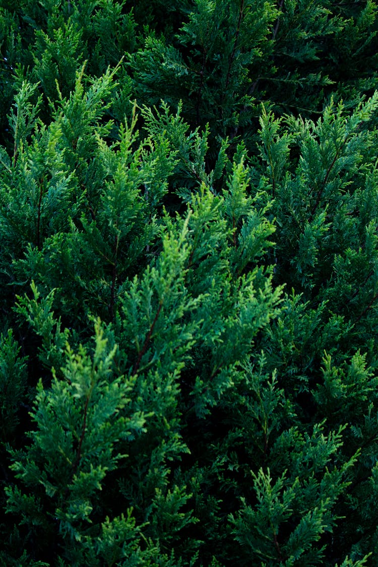 Close Up Of Cedar Tree Branches