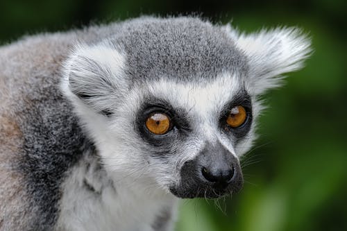 Free Lemur in Close-up Photography  Stock Photo