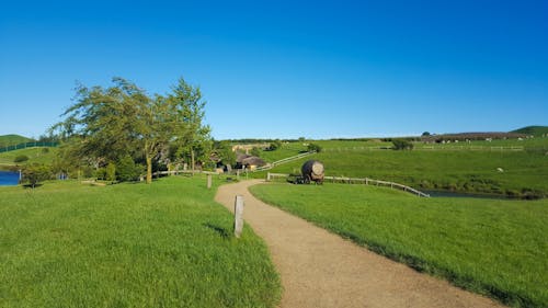 Free stock photo of barrel, grass, green