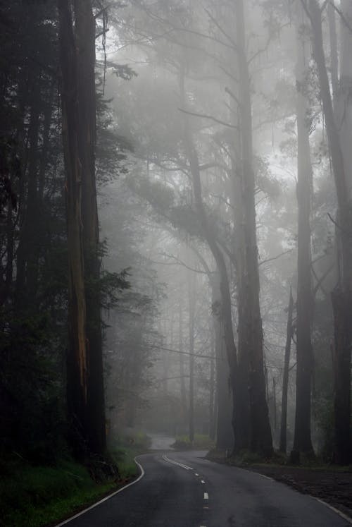 A Road Between Trees in a Foggy Sky