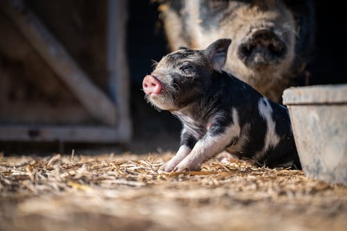 Adorable little piggy with spotted black fur sitting on sunny farm enclosure near pig mom