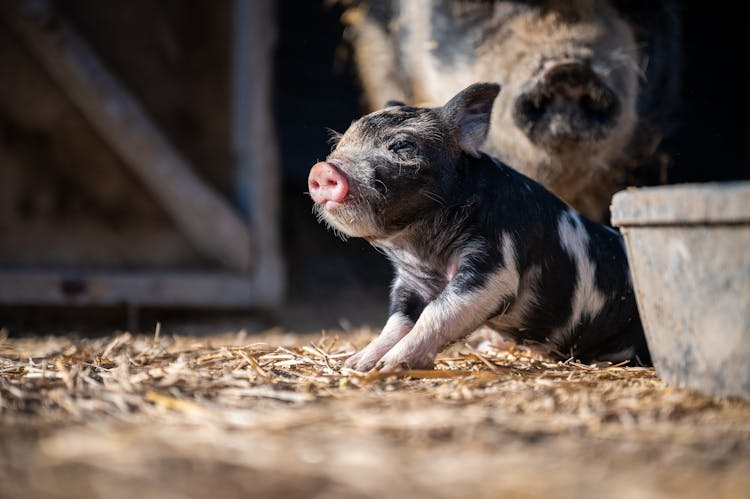 Brown, Black And White Piglet Playing In Enclosure