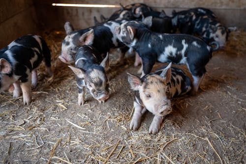 From above cute black and white piglets with funny curvy tails playing together on rural barn ground