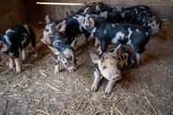 From above cute black and white piglets with funny curvy tails playing together on rural barn ground