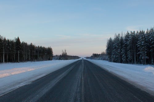 An Empty Asphalt Road Between Pine Trees