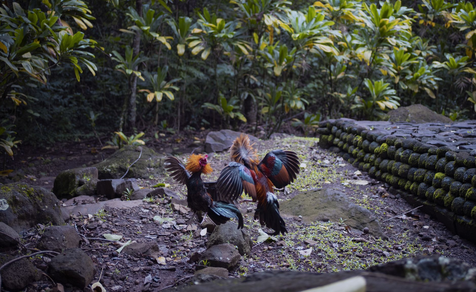 Two colorful roosters in a dramatic standoff amidst lush Polynesian flora.
