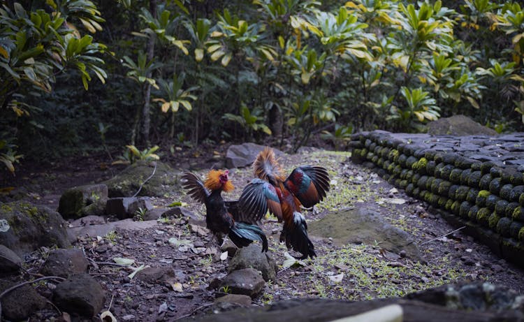 Photo Of Roosters Fighting