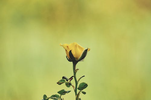 бесплатная Бесплатное стоковое фото с бутон, желтая роза, желтый Стоковое фото