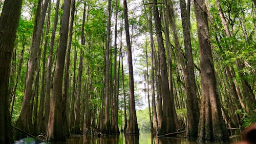 Free Nature Swamp Landscape Photography Stock Photo