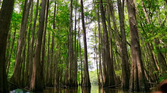 Towering old-growth bald cypress trees in Congaree National Park