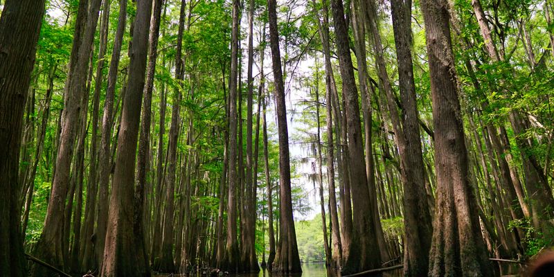 Fishing in Louisiana
