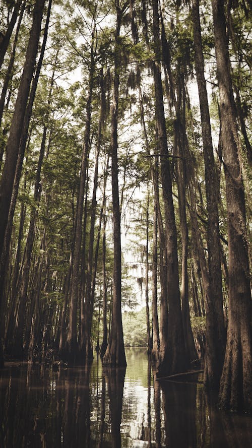 Tall Trees in a Swamp