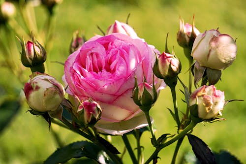 Free Pink Blooming Rose Surrounded with Buds Stock Photo