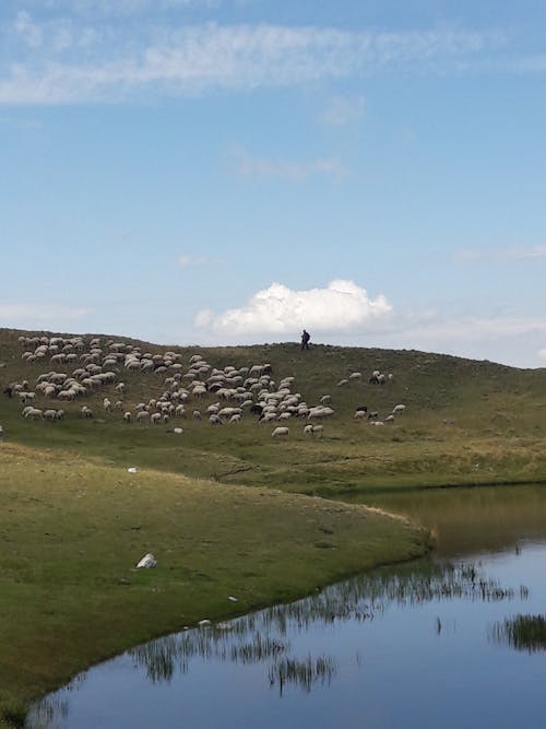 Fotos de stock gratuitas de animales, campo, césped