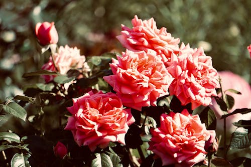 Pink Garden Roses in Close-up Photography