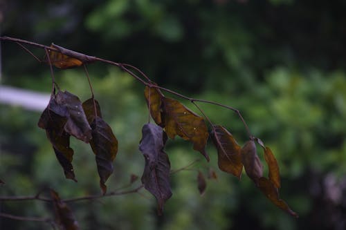 Free stock photo of dark, dry, leaves