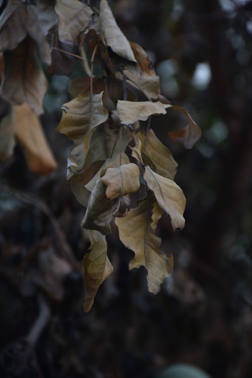 Free stock photo of dry, leaves, nature