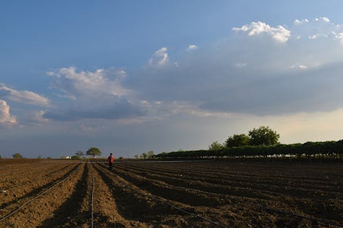 Foto profissional grátis de agricultor, agricultura, chácara