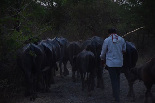 Foto profissional grátis de agricultor, búfalo, noite