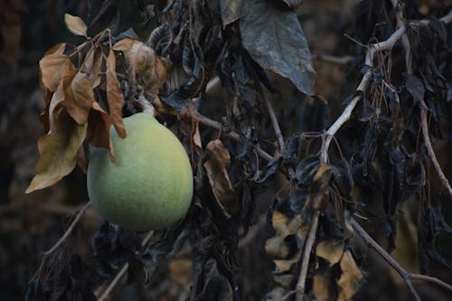 Free stock photo of black, dark, fruit