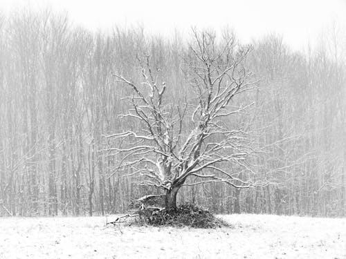 Bare Tree Covered in Snow