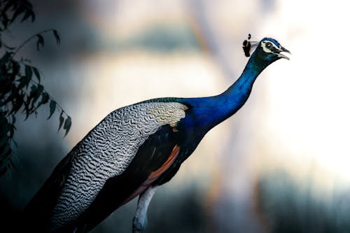 Free Blue Peacock in Tilt Shift Lens Stock Photo