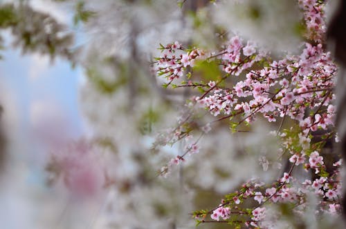 Free stock photo of apple blossom, blooming tree, flowers Stock Photo