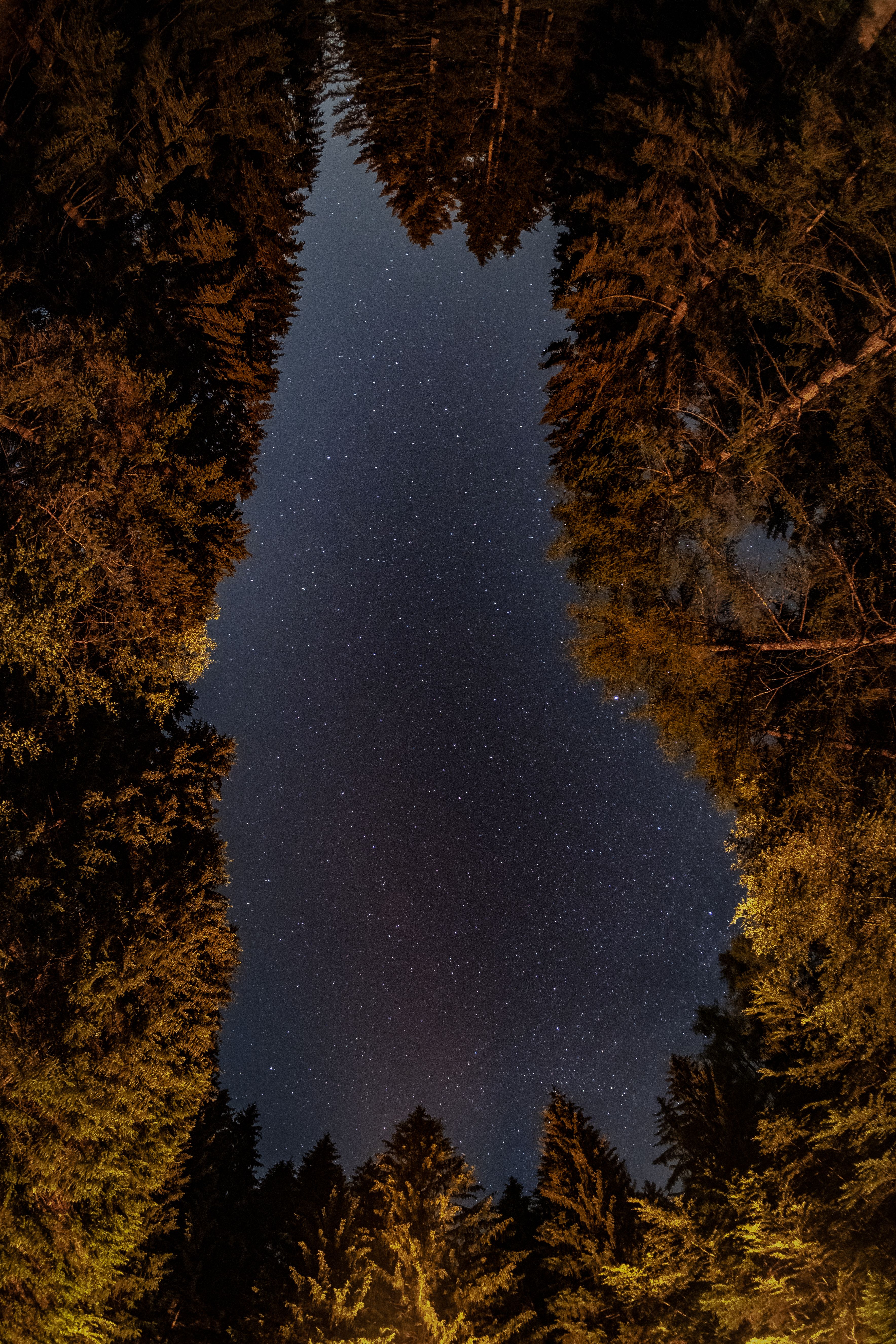 星空下，由高大森林树木构成的壮丽景色，捕捉到了大自然之美的本质