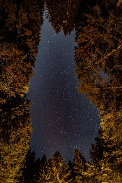 Green and Brown Trees Under Starry Night