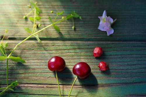 Free stock photo of cherries, flowers, spring Stock Photo