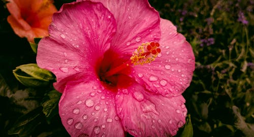 คลังภาพถ่ายฟรี ของ ดอกไม้, สีชมพู