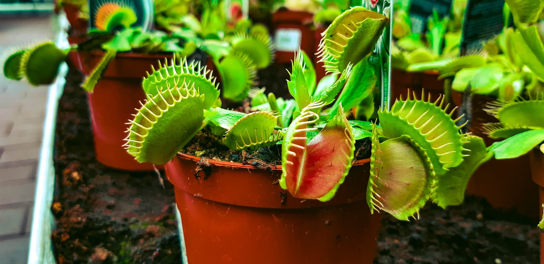 How Often Should You Water a Venus Flytrap